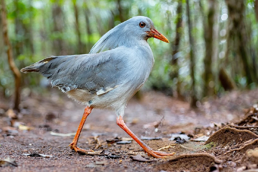 kagu da planície