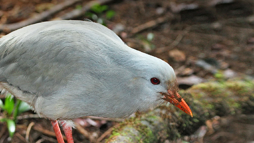 kagu da planície