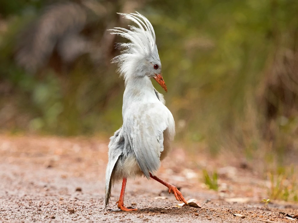 kagu da planície 