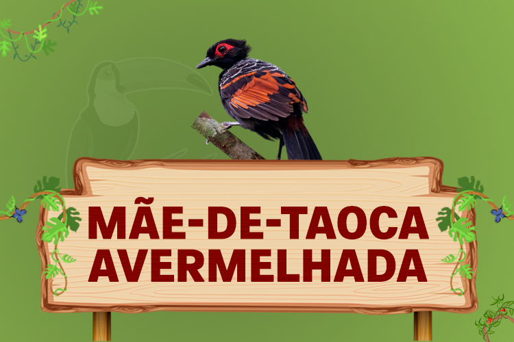 mãe de taoca avermelhada