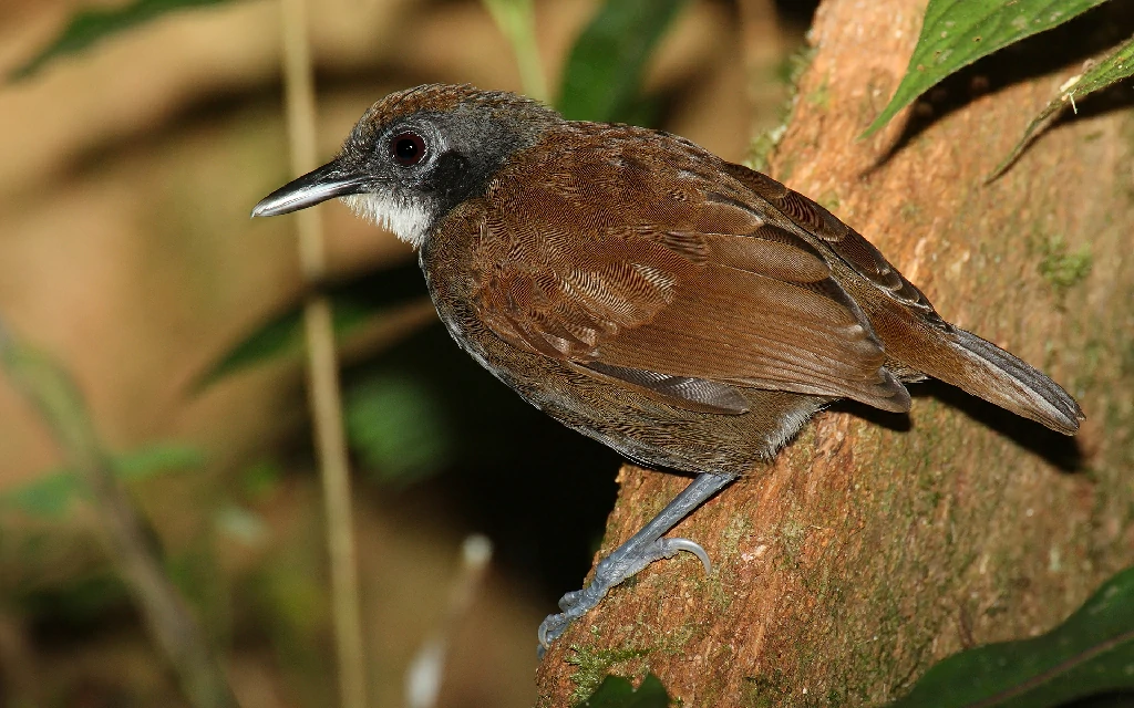 mae-de-taoca-bochechuda