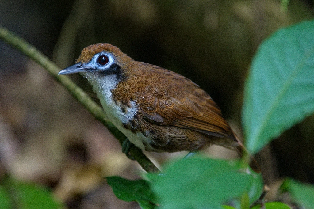 mae-de-taoca-bochechuda