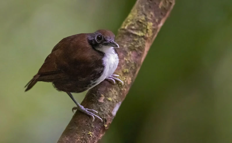 mae-de-taoca-bochechuda