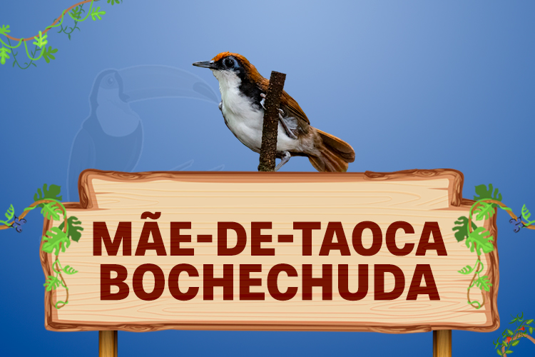 mãe de taoca bochechuda