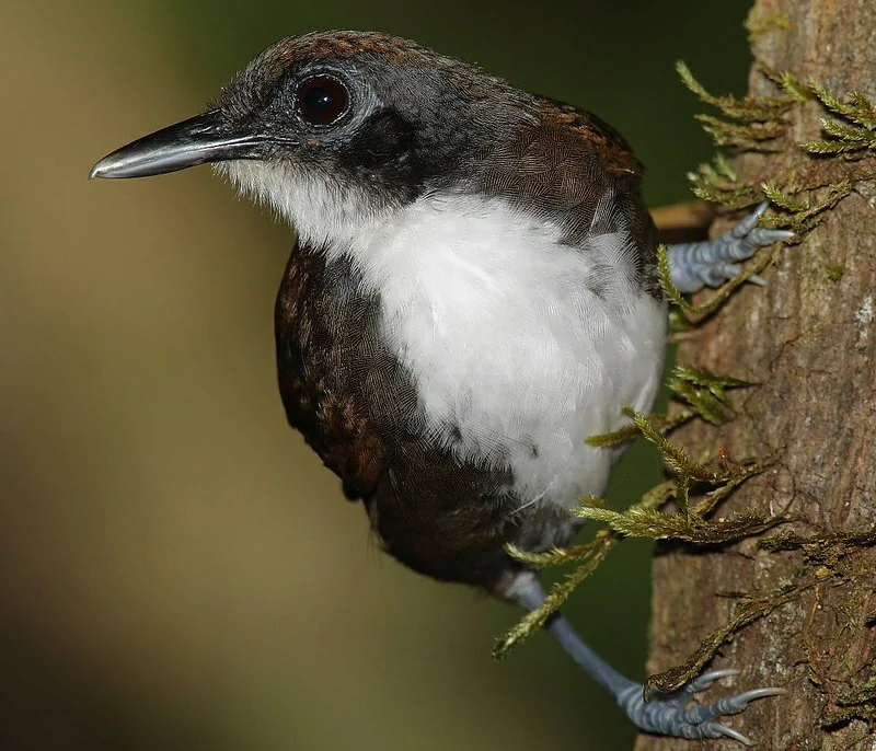 mae-de-taoca-bochechuda