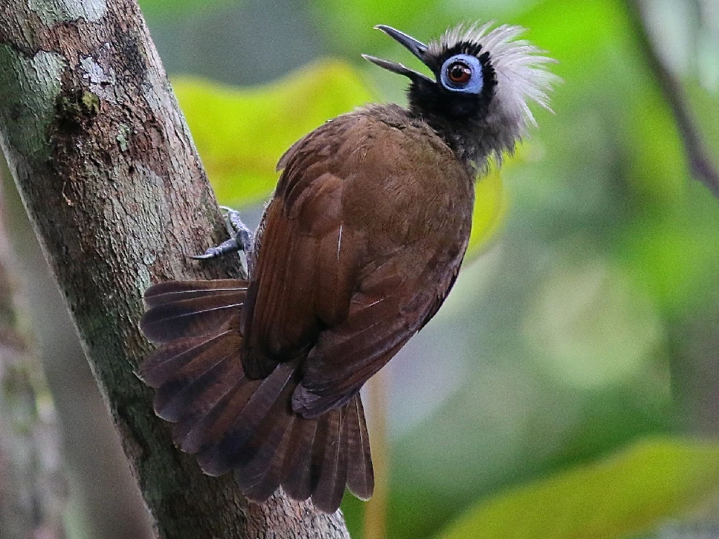 mae-de-taoca-cabecuda