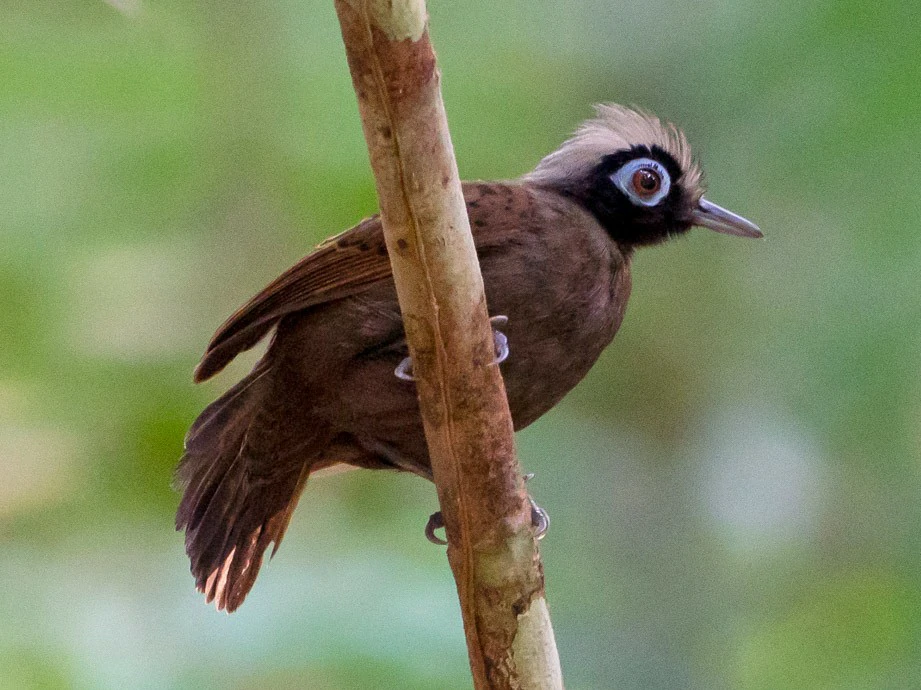 mae-de-taoca-cabecuda 