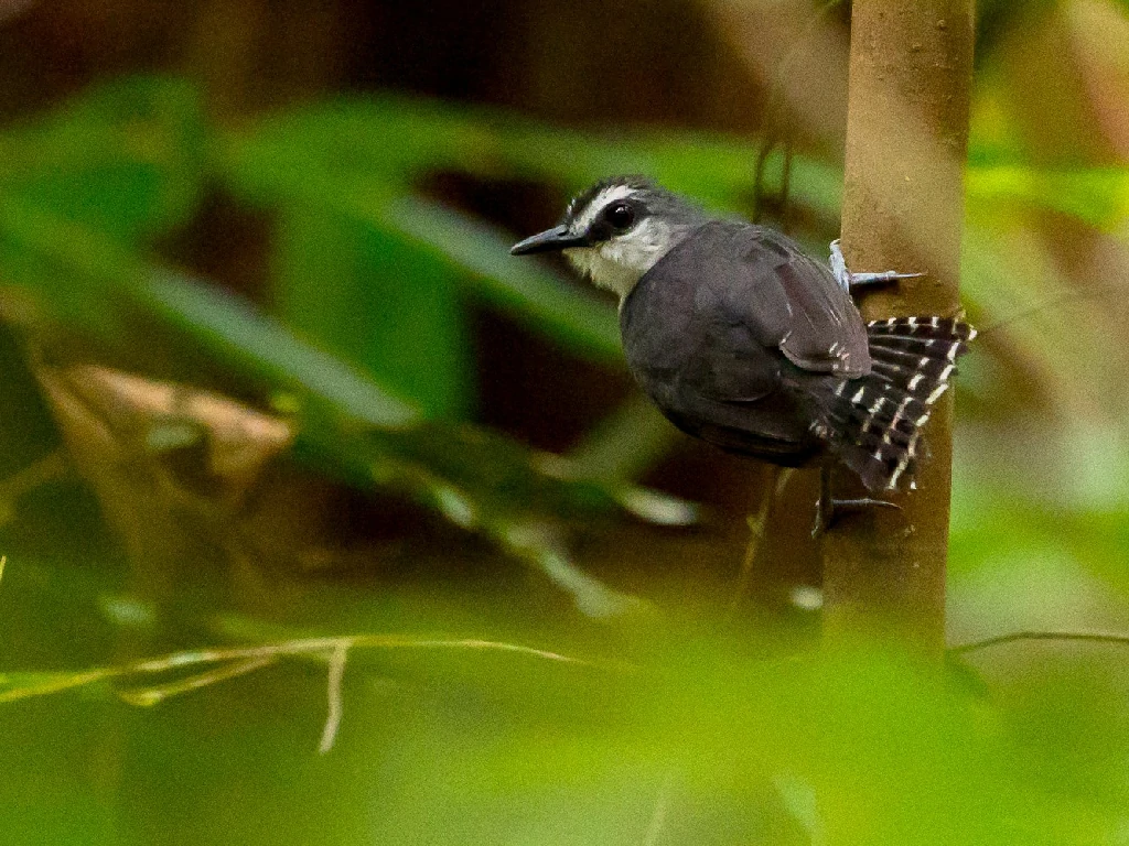 mae-de-taoca-de-cauda-barrada