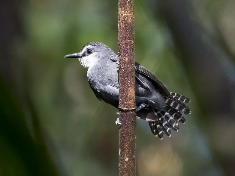 mae-de-taoca-de-cauda-barrada