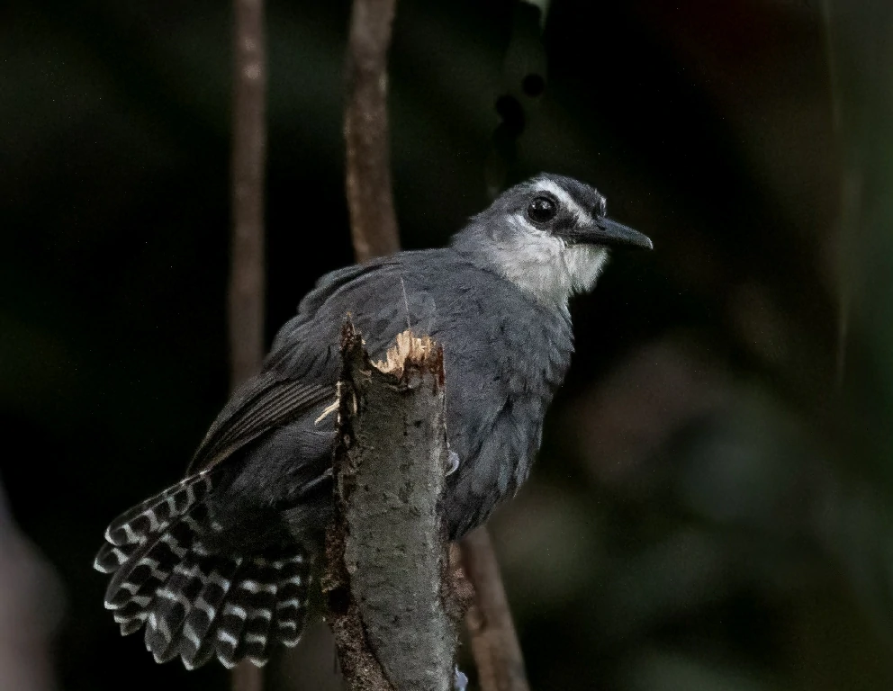 mae-de-taoca-de-cauda-barrada