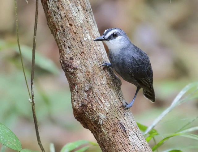 mae-de-taoca-de-cauda-barrada