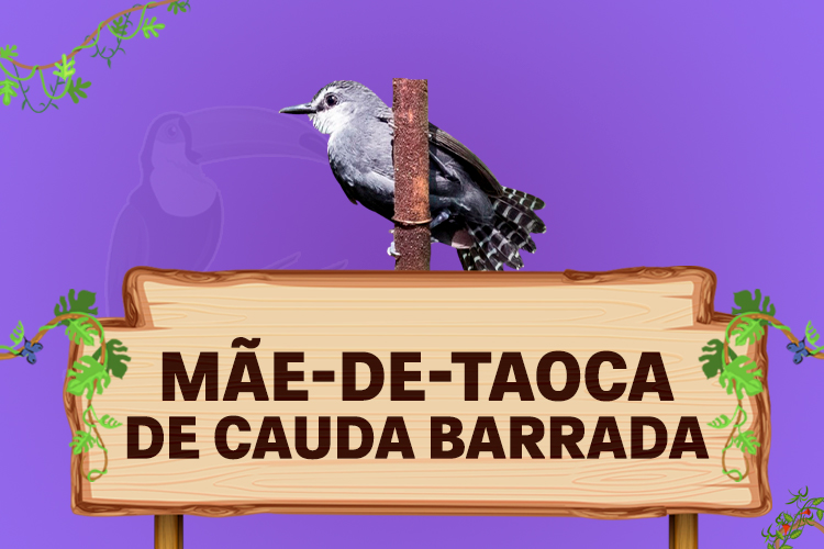 mãe de taoca de cauda barrada