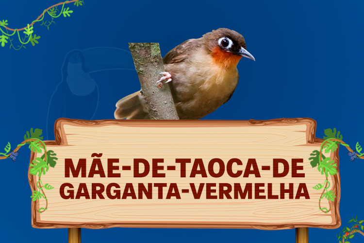 mãe de taoca de gargana vermelha