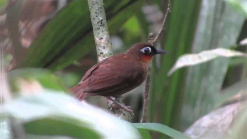 mae-de-taoca-de-garganta-vermelha