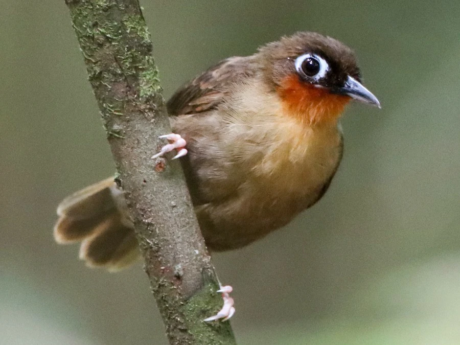 mae-de-taoca-de-garganta-vermelha