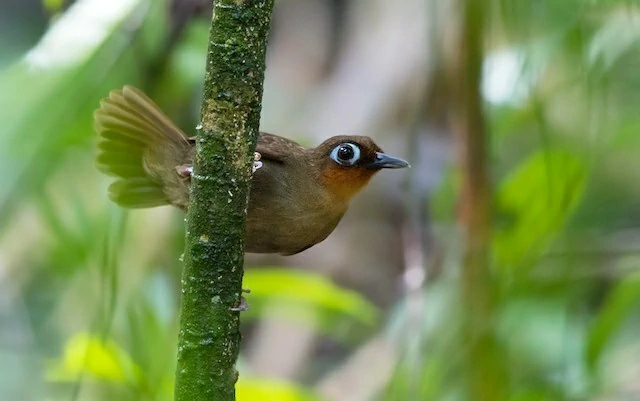 mae-de-taoca-de-garganta-vermelha