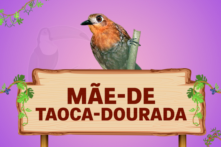 mãe de taoca dourada