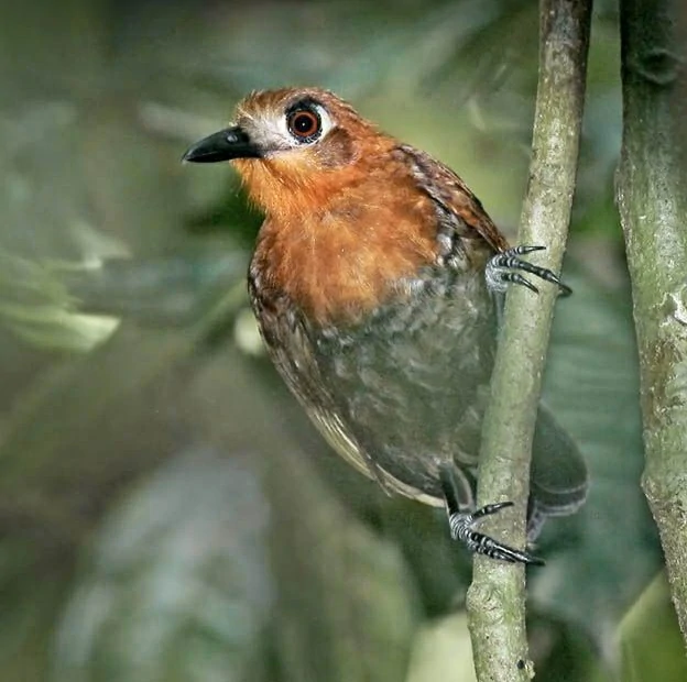 mae-de-taoca-dourada