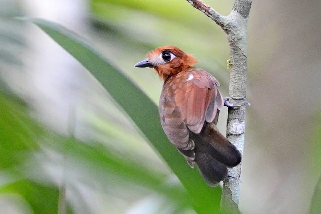 mae-de-taoca-dourada