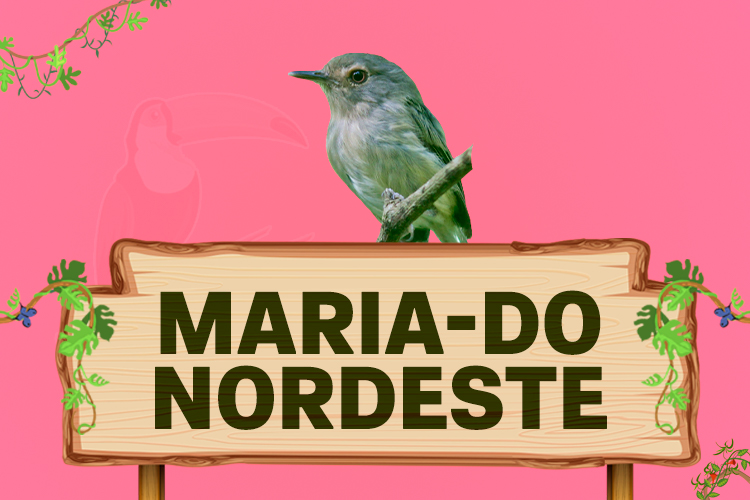 maria do nordeste