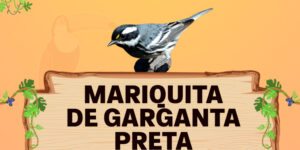 mariquita de garganta preta