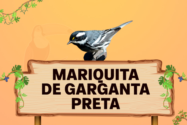 mariquita de garganta preta