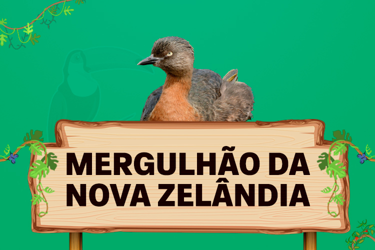 mergulhão da nova zelândia