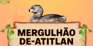 mergulhão de atitlan