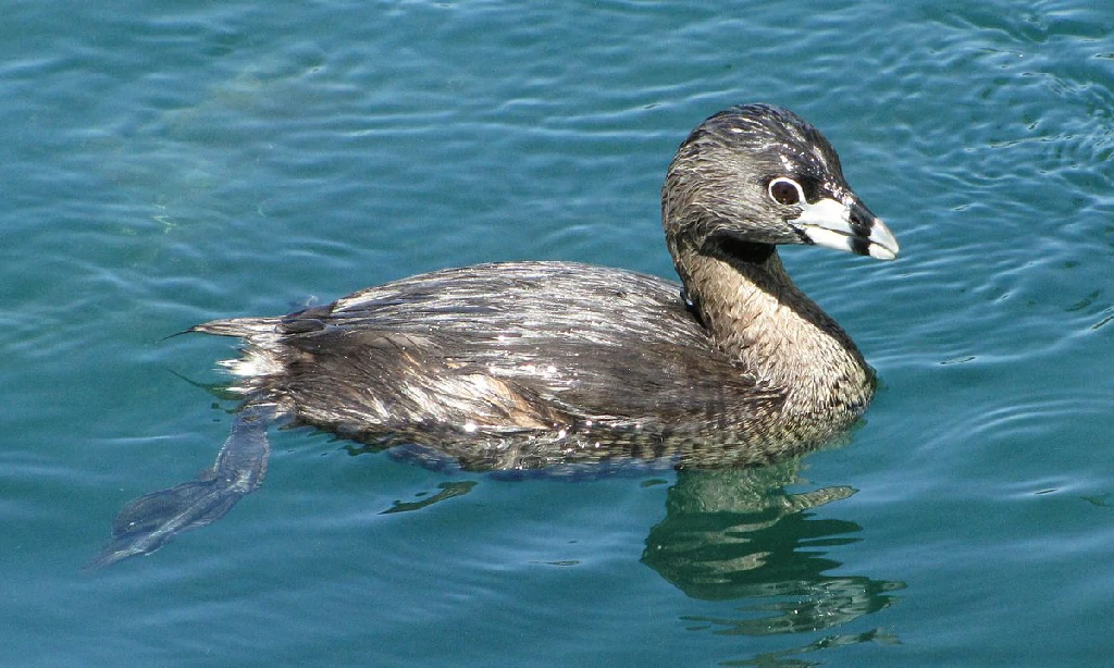 mergulhao-de-atitlan