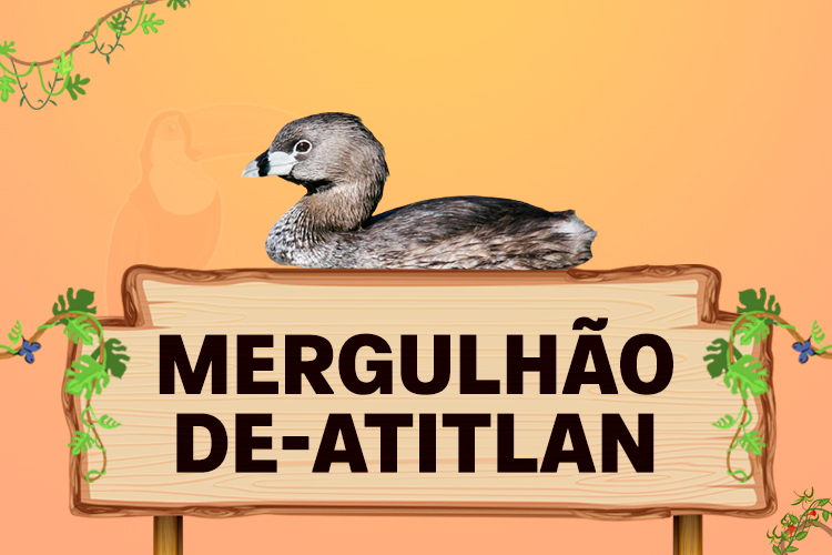 mergulhão de atitlan