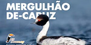 mergulhao de capuz