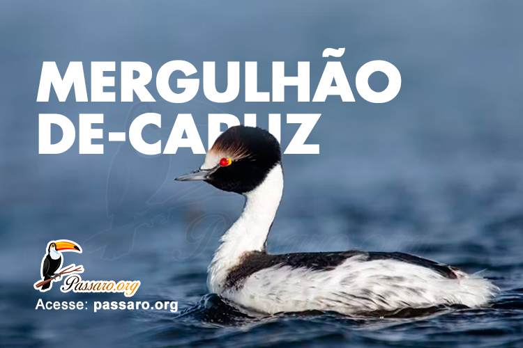 mergulhao de capuz