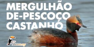 mergulhao de pescoço castanho