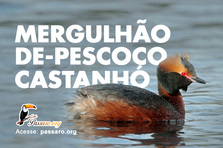 mergulhao de pescoço castanho