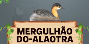 mergulhão do alaotra