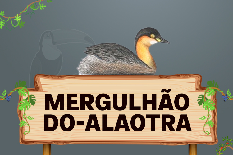 mergulhão do alaotra