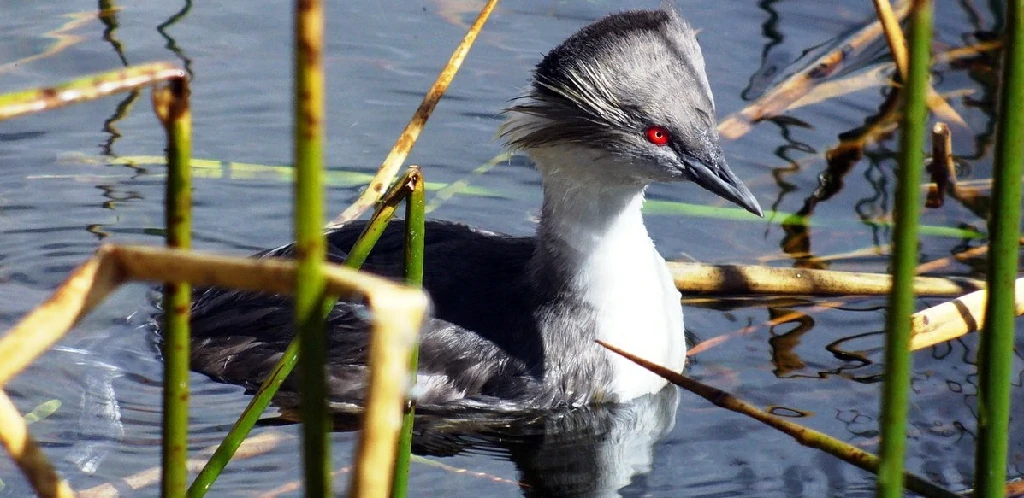 mergulhao-do-junín