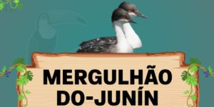 mergulhão do junin