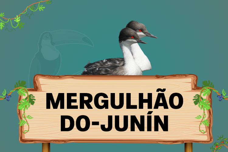 mergulhão do junin