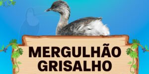 mergulhão grisalho