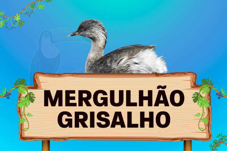 mergulhão grisalho