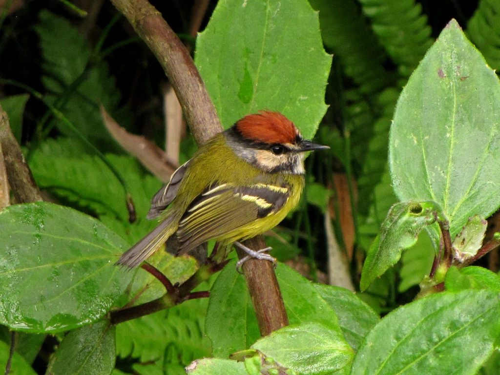 papa-moscas-de-coroa-ruiva