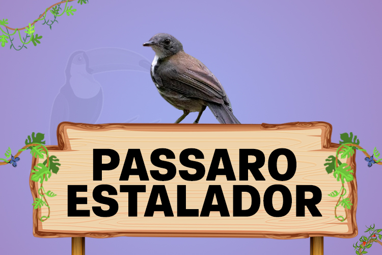 passado estalador