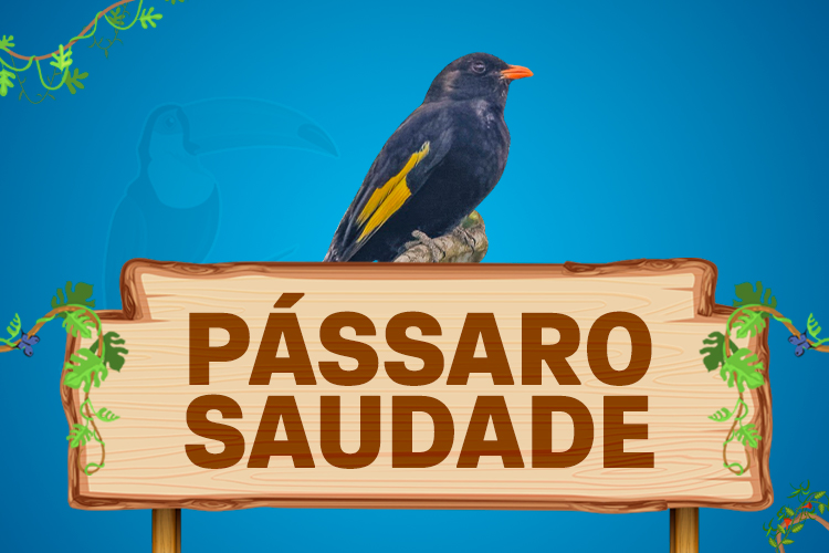 pássaro saudade