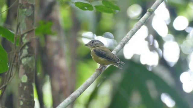 patinho-de-coroa-branca