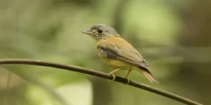 patinho-de-coroa-branca