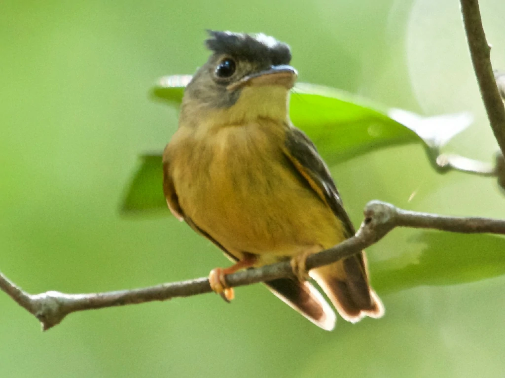 patinho-de-coroa-branca (4)