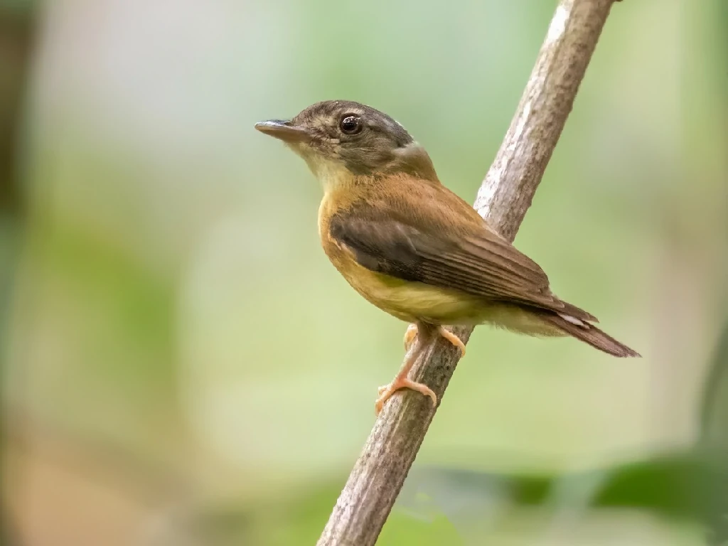 patinho-de-coroa-branca