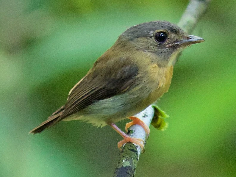 patinho-de-coroa-branca