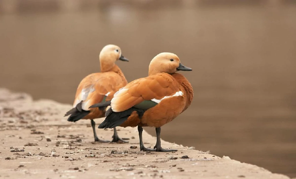 pato-ferrugíneo